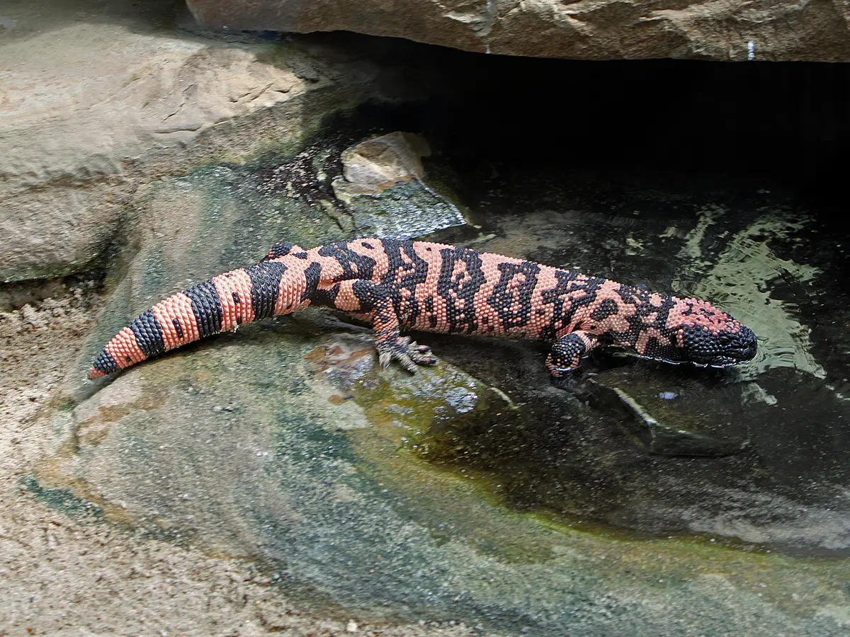 Gila monster. The lizard helped inspire early GLP-1 drug research, even though semaglutide itself is a later medicine in the same broader class.